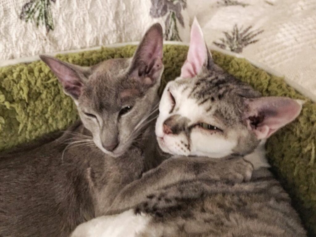 Фото 59 — Комфорт и уют для ориентальной кошки