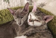 Photo of Комфорт и уют для ориентальной кошки