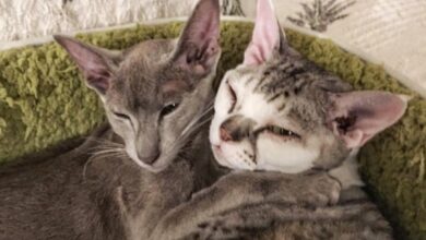 Photo of Комфорт и уют для ориентальной кошки