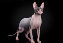 Photo of Как справиться с проблемой шерсти у сфинкса?