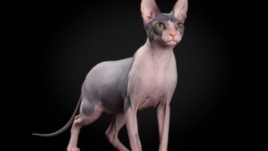 Photo of Как справиться с проблемой шерсти у сфинкса?