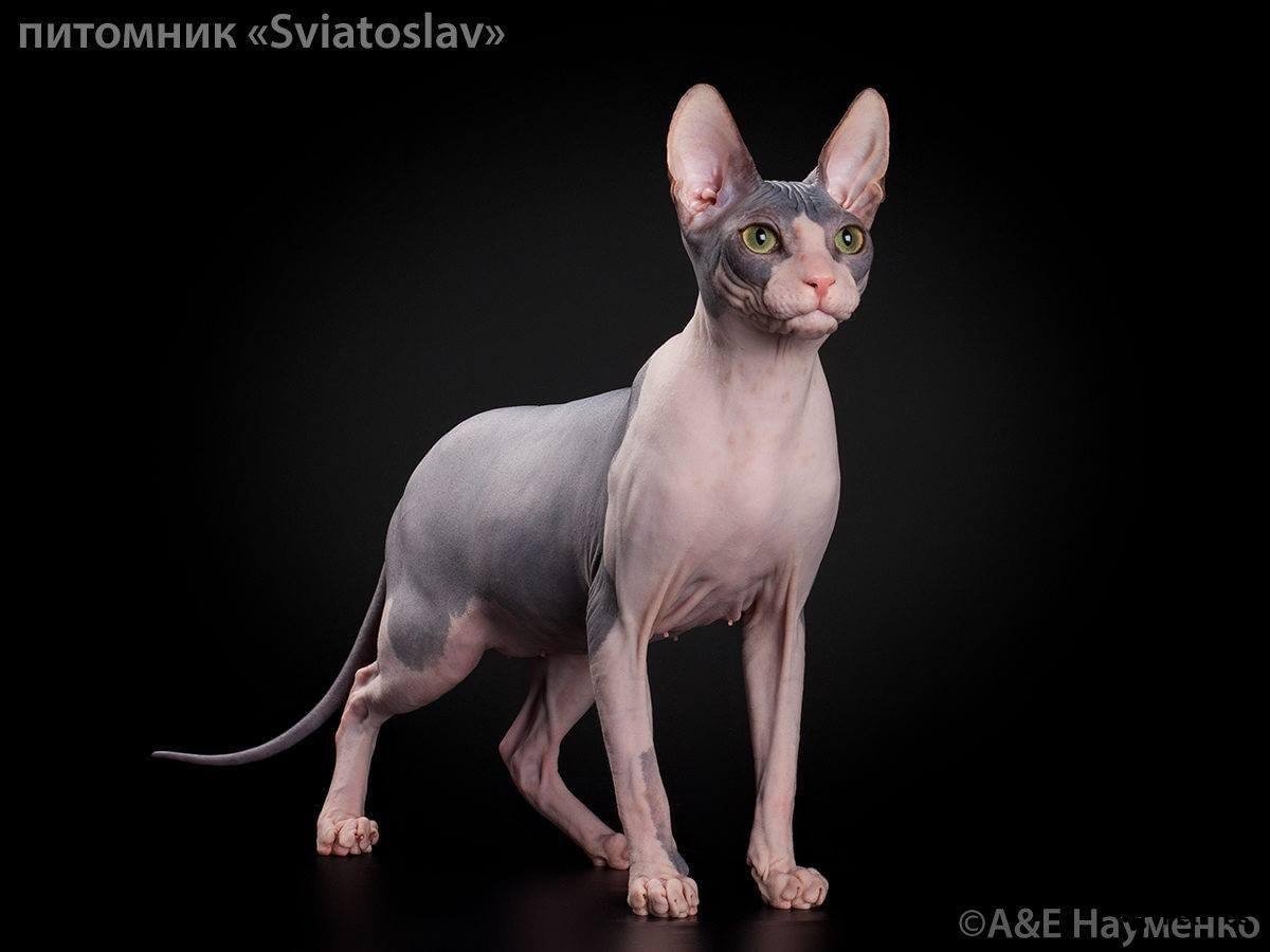 Фото 79 — Как справиться с проблемой шерсти у сфинкса?
