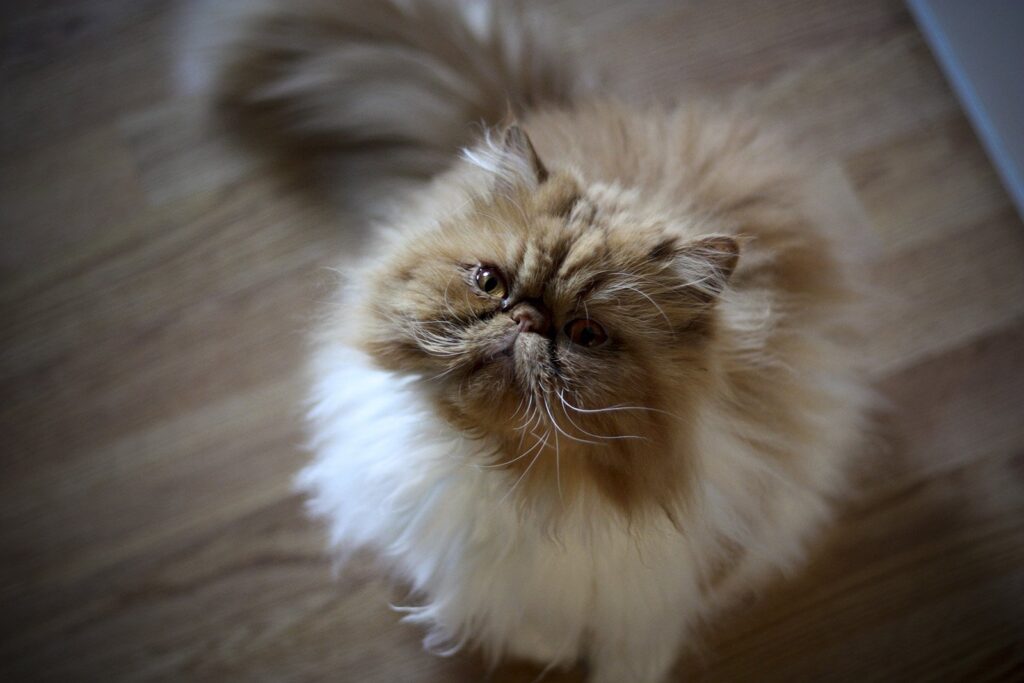 Фото 96 — Почему персидская кошка часто линяет и что делать?