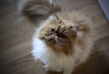 Photo of Почему персидская кошка часто линяет и что делать?