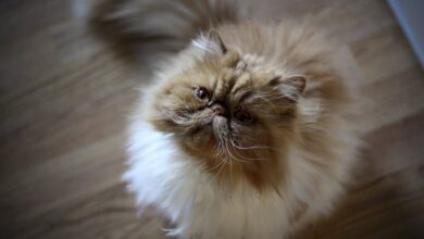 Photo of Почему персидская кошка часто линяет и что делать?