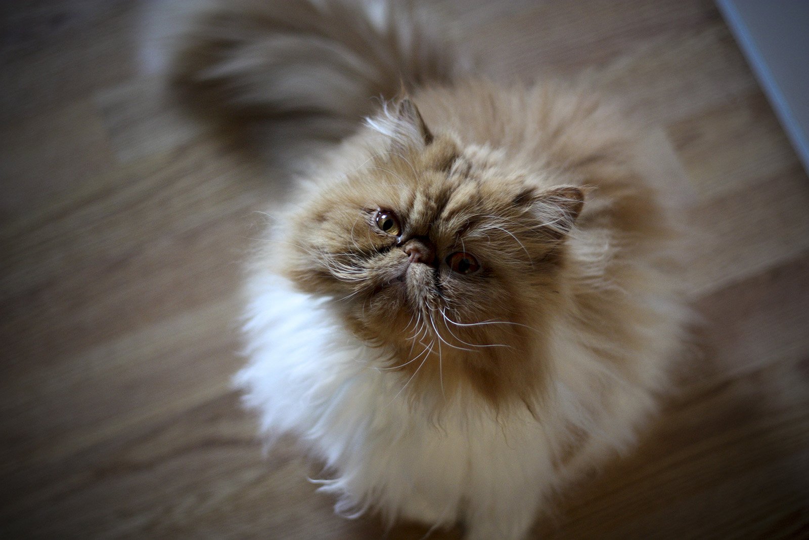 Фото 96 — Почему персидская кошка часто линяет и что делать?