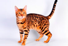 Photo of Уход за бенгальской кошкой: основные моменты