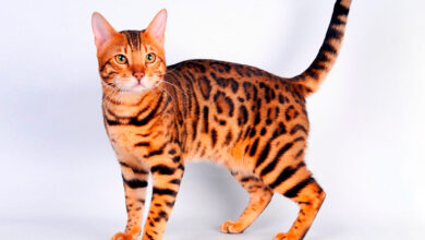 Photo of Уход за бенгальской кошкой: основные моменты