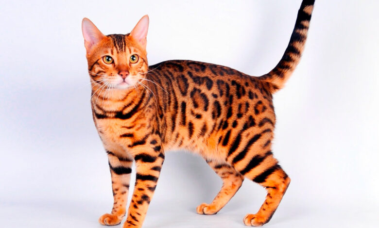 Photo of Уход за бенгальской кошкой: основные моменты