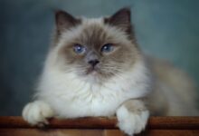 Photo of Проблема аллергии у бирманских кошек: как справиться?