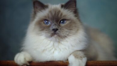 Photo of Проблема аллергии у бирманских кошек: как справиться?