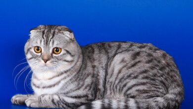 Photo of Проблема перхоти у шотландской кошки: как бороться?