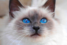 Photo of Как распознать болезнь кошки?