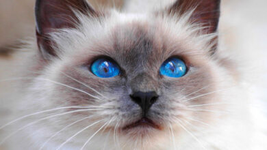 Photo of Как распознать болезнь кошки?