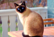 Photo of Как поддерживать здоровье сиамской кошки через правильное питание?