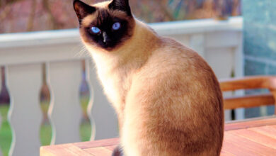 Photo of Как поддерживать здоровье сиамской кошки через правильное питание?