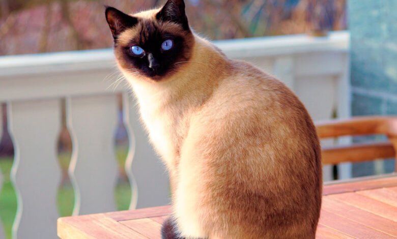 Photo of Как поддерживать здоровье сиамской кошки через правильное питание?