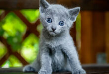 Photo of Как предотвратить перхоть у русской голубой кошки?