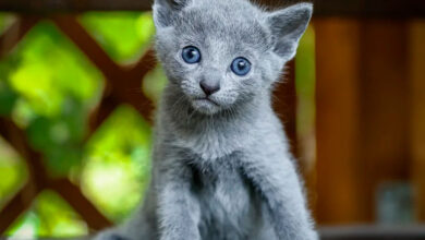 Photo of Как предотвратить перхоть у русской голубой кошки?