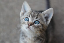 Photo of Корат: кошки с серебристо-серым окрасом и голубыми глазами