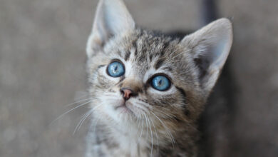 Photo of Корат: кошки с серебристо-серым окрасом и голубыми глазами