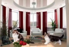 Photo of Советы по уходу за шотландскими прямоухими кошками