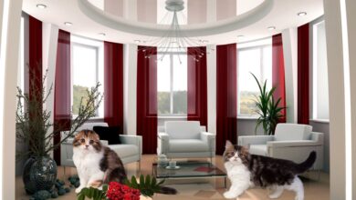 Photo of Советы по уходу за шотландскими прямоухими кошками