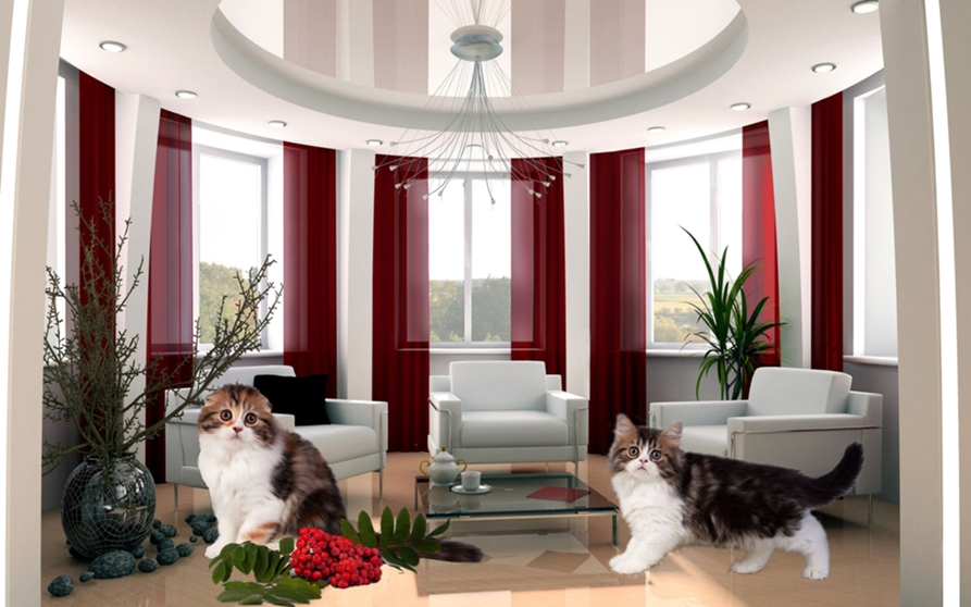 Фото 119 — Советы по уходу за шотландскими прямоухими кошками