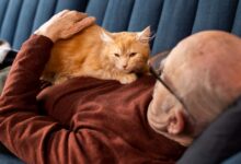 Photo of Почему кошка постоянно лакает лапы: что это значит