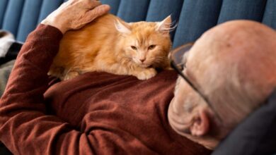 Photo of Почему кошка постоянно лакает лапы: что это значит