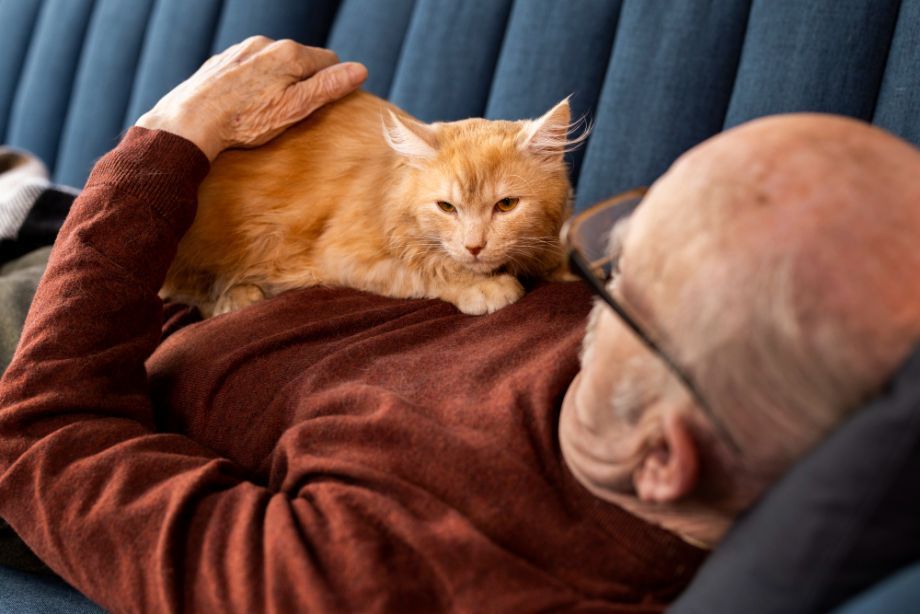 Фото 55 — Почему кошка постоянно лакает лапы: что это значит