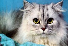 Photo of Породистая кошка: ветеринарный уход