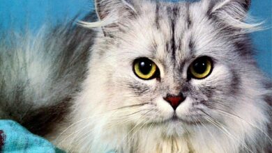 Photo of Породистая кошка: ветеринарный уход