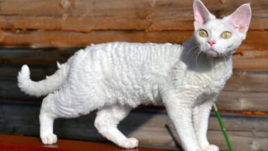 Photo of Девон-рекс: кошки с кудрявой шерстью и игривым нравом