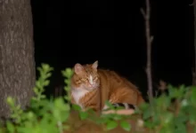 Photo of Проблема перенаселения у норвежской лесной кошки: как избежать?