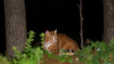 Photo of Проблема перенаселения у норвежской лесной кошки: как избежать?