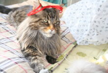 Photo of Удобный туалет для мейн-кунов