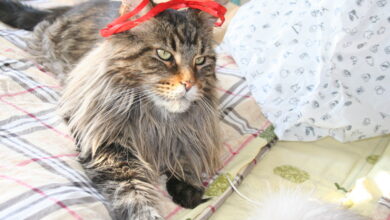 Photo of Удобный туалет для мейн-кунов