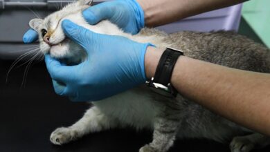 Photo of Как распознать болезнь у кошки?