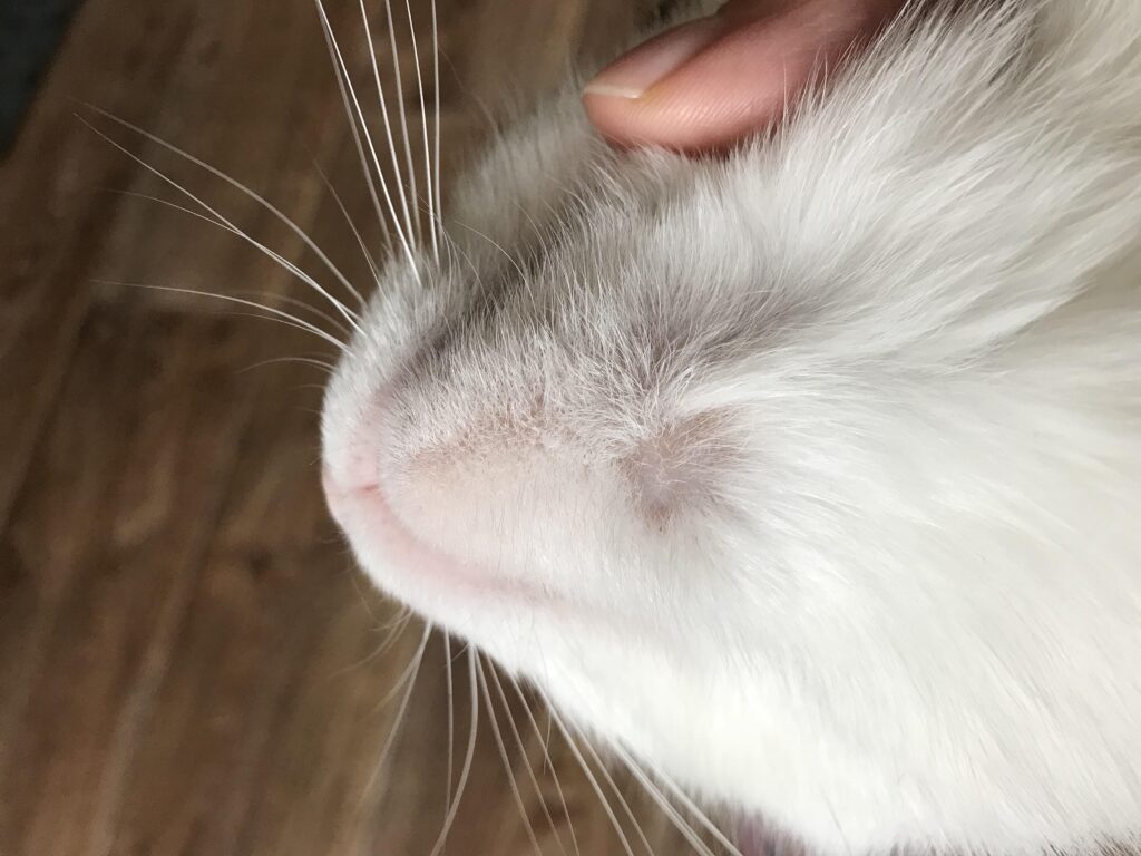 Фото 6 — Лечение светочувствительности у котов