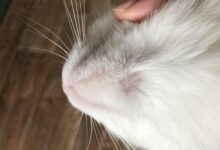 Photo of Лечение светочувствительности у котов