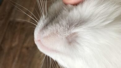 Photo of Лечение светочувствительности у котов