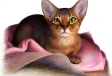 Photo of Чем кормить абиссинскую кошку для блестящей шерсти?
