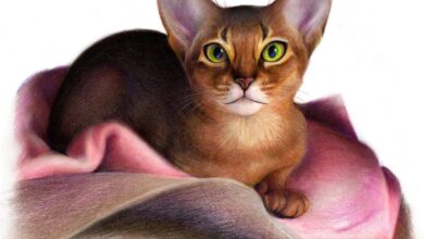 Photo of Чем кормить абиссинскую кошку для блестящей шерсти?