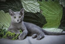 Photo of Уход за русской голубой кошкой: особенности
