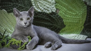 Photo of Уход за русской голубой кошкой: особенности