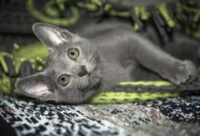 Photo of Как предотвратить аллергию у русской голубой кошки?