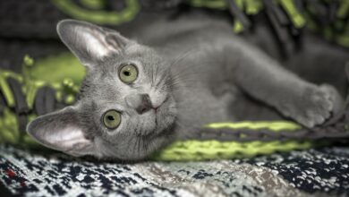 Photo of Как предотвратить аллергию у русской голубой кошки?