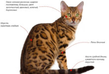 Photo of Дрессировка бенгальской кошки: основные моменты