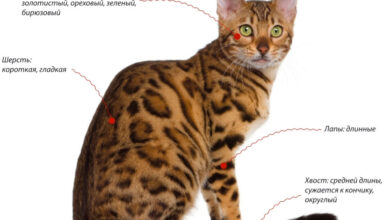 Photo of Дрессировка бенгальской кошки: основные моменты